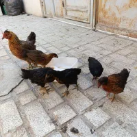جوجه رسمی|پرنده|احمدآبادمستوفی, |دیوار