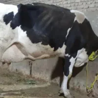 یک راس گاو ابستن