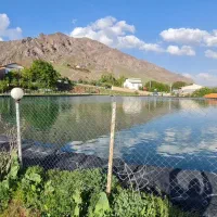 اشپز ماهر
