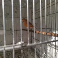 قناری  دارچینی ماده