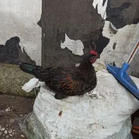 نیمچه مرغ و خروس محلی