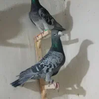 نرماده پولکی