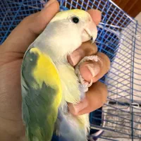 کوتوله برزیلی بالغ رنگ خاص