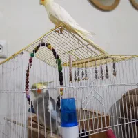 عروس هلندی نر و ماده سرحال کسی قلب داره ۲۵۰۰|پرنده|صومعهسرا, |دیوار