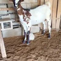 حیوان بز و گوسفند|حیوانات مزرعه|تفت, |دیوار