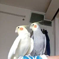 جفت عروس هلندی زیبا