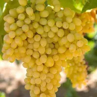 انگور بیدانه درجه ۱