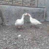 دو عدد غاز محلی