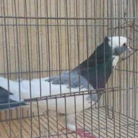 کبوتر ابلاغ|پرنده|کرمانشاه, |دیوار