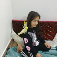 فروش عروس هلندی هلندی نژاد لوتینو 2- عروس هلندی|پرنده|تهران, جوادیه تهرانپارس|دیوار
