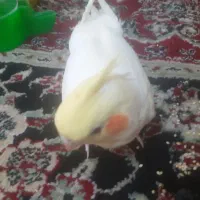 عروس هلندی