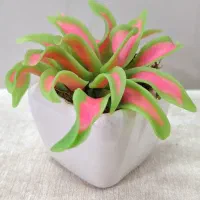 کاکتوس|کلکسیون و سرگرمی|قم, هنرستان|دیوار