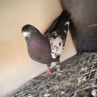 کبوتر|پرنده|فولادشهر, مسکن مهر فولادشهر|دیوار