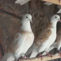 کبوتر زردی و هما