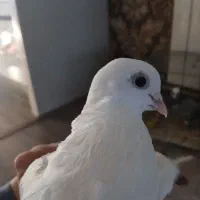 کفتر|پرنده|ماکو, |دیوار