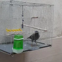 مرغ مینا