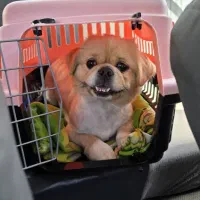 سگ پیکینیز وارداتی اصیل