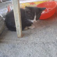 بچه گربه