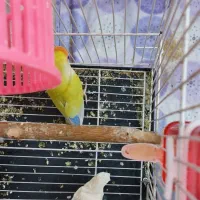 کوتوله برزیلی