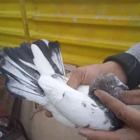 کبوتر|پرنده|تهران, فرزانه|دیوار