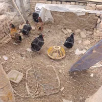 مرغ تخم کن|حیوانات مزرعه|لاران, |دیوار