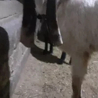 بز پاکستانی گلابی|حیوانات مزرعه|تاکستان, |دیوار