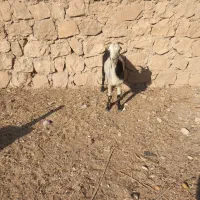 بز کولار گیسه صلاله|حیوانات مزرعه|جهرم, |دیوار