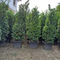 فروش انواع گل و گیاه به صورت عمده|خدمات باغبانی و درختکاری|رامسر, |دیوار