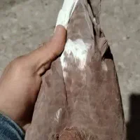 ماده گلی پلنگ|پرنده|کرمان, |دیوار