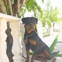 روتوایلر روت وایلر ماده