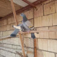 کبوتر پلاکی|پرنده|اشکذر, |دیوار