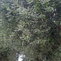 درخت باغی|خدمات باغبانی و درختکاری|گرگان, |دیوار