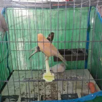 تعدادی قناری|پرنده|گنبد کاووس, |دیوار