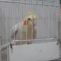 دوجفت عروس هلندی سالم وسلامت کاملاسرحال صحبت میکنن