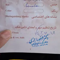 پامرین|سگ|اصفهان, شاه پسند|دیوار