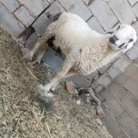 میش