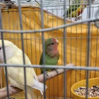 کوتوله دستی و نیمه دستی|پرنده|نجفآباد, یزدانشهر|دیوار