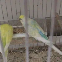 مرغ عشق اسپانگل خاص