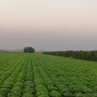 سرکارگر هستم هرکی کارکشاوزی داشت تماس بگیره|خدمات باغبانی و درختکاری|پارس‌آباد, |دیوار
