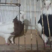 حراج (طوقی،ساده،دمسفید)|پرنده|مشهد, کارمندان دوم|دیوار