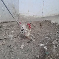 خروس محلی