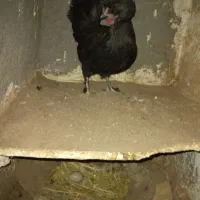 ۱عدد مرغ تازه به تخم ۱عدد خروس جوان ۲عدد مرغ محلی|حیوانات مزرعه|مشهد, سجادیه|دیوار