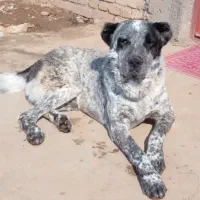 سگ گله