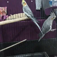 عروس هلندی با قفس