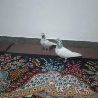 یه جفت کله شیخ گیره  مست