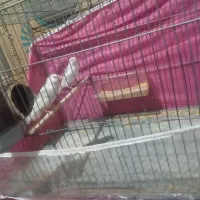 یه جفت فنچ نرگسی