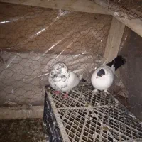 یک جفت کبوتر