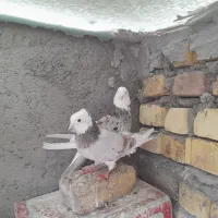 یک جفت کفتر   رنگ