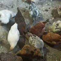 فروش۱۶ عدد مرغ محلی تخم گذار