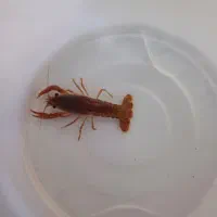 لابستر|ماهی|قم, کلهری|دیوار